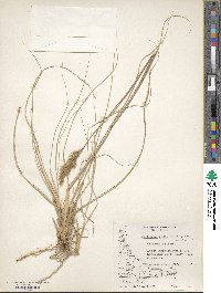 Cortaderia egmontiana image