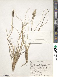 Cortaderia egmontiana image