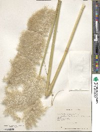 Image of Cortaderia rudiuscula