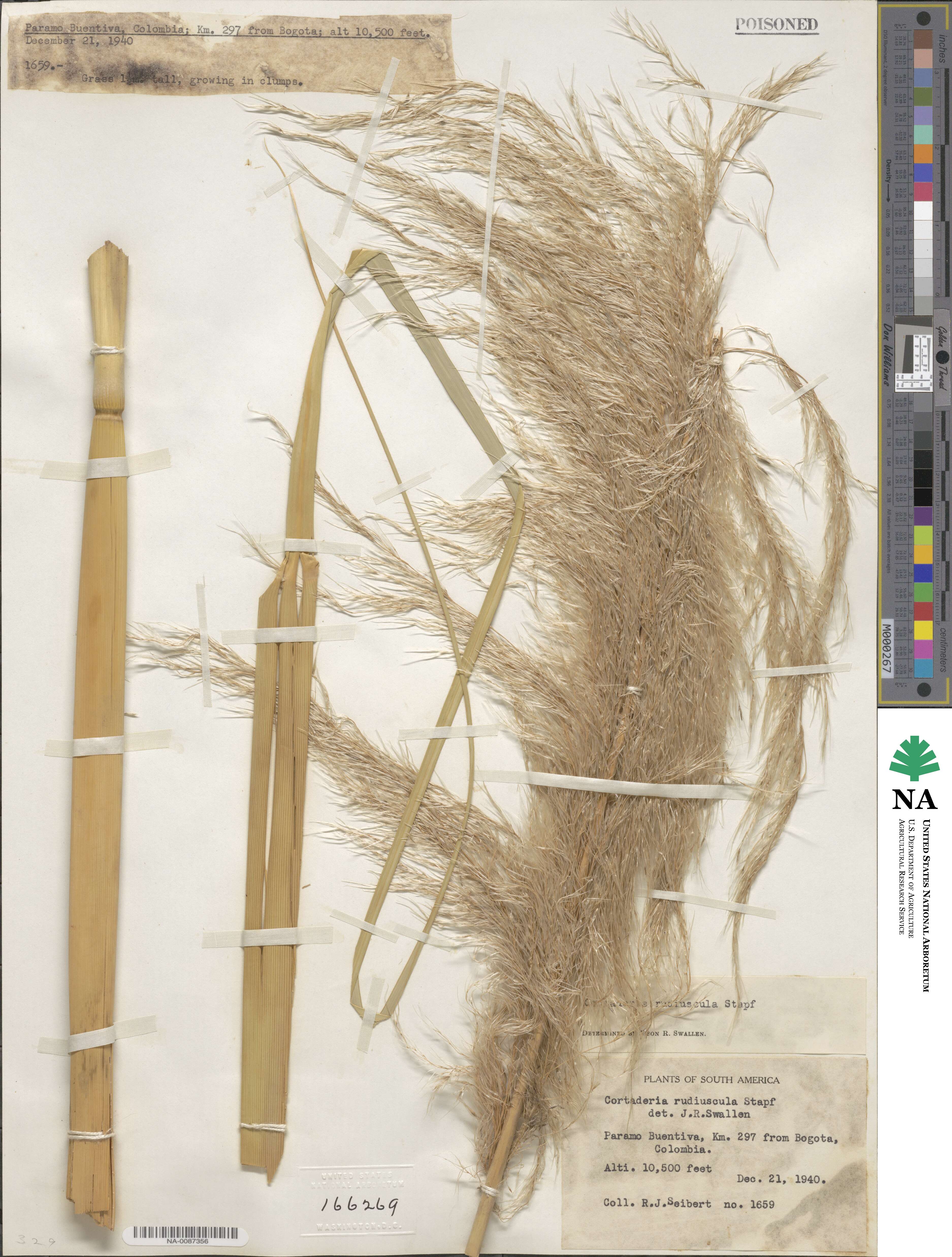 Cortaderia rudiuscula image