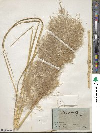 Cortaderia rudiuscula image