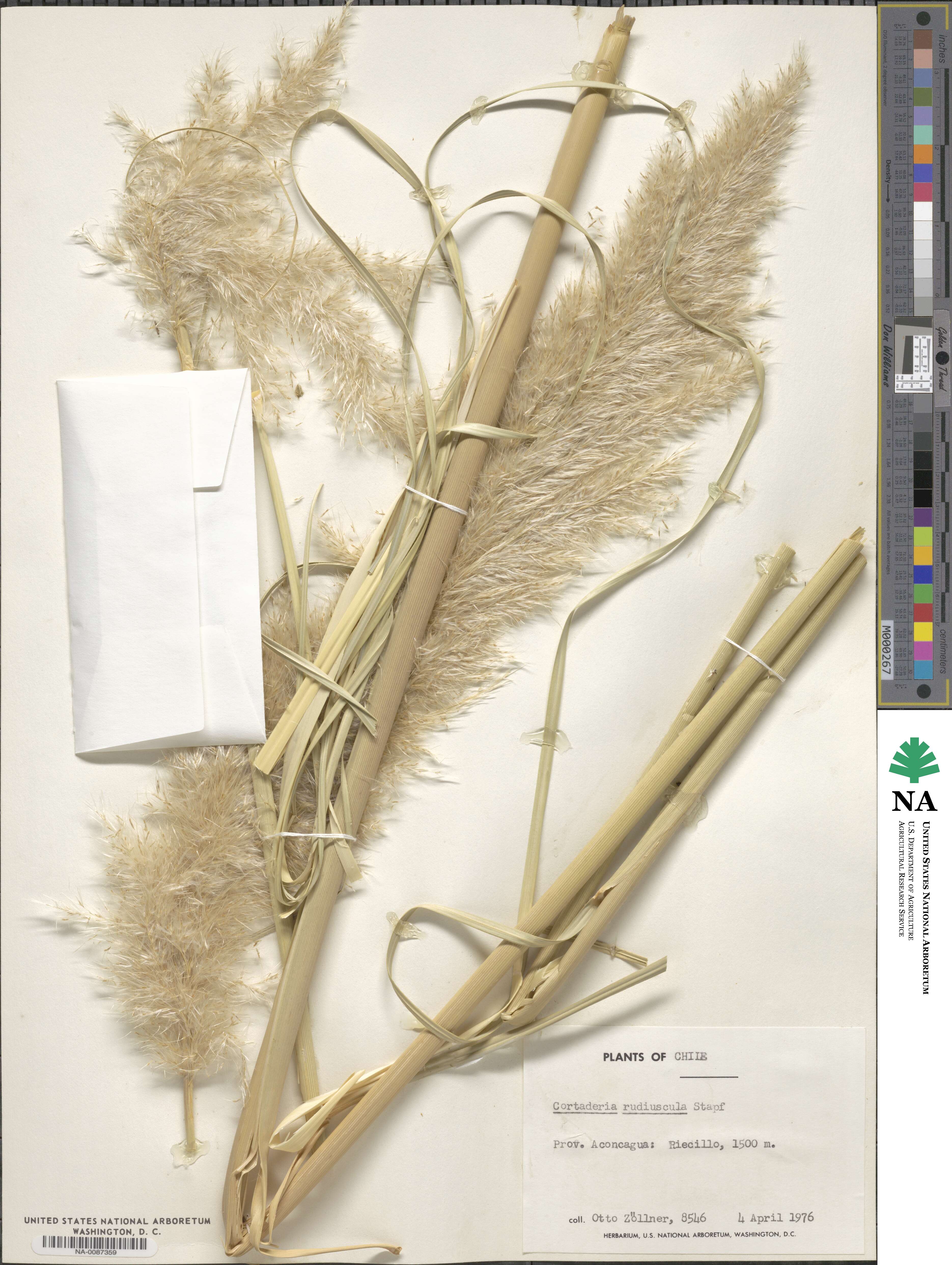 Cortaderia rudiuscula image