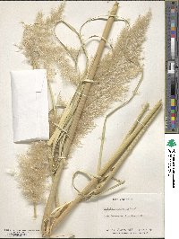 Cortaderia rudiuscula image