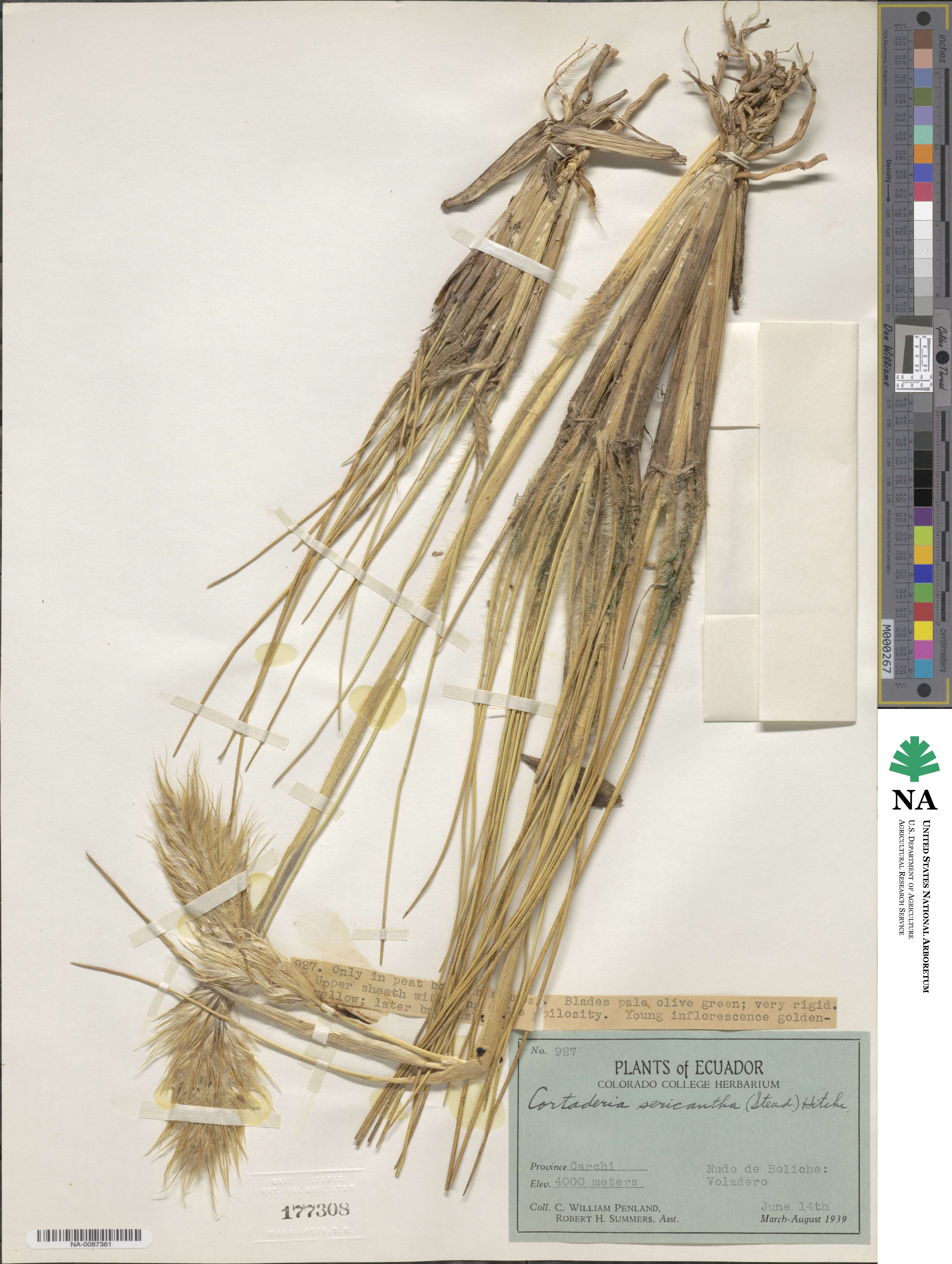 Cortaderia sericantha image