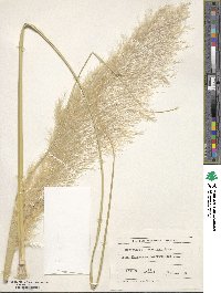 Cortaderia selloana image