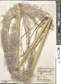 Cortaderia atacamensis image