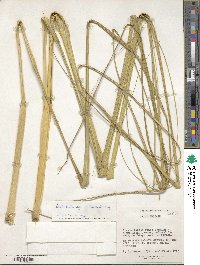 Cortaderia rudiuscula image