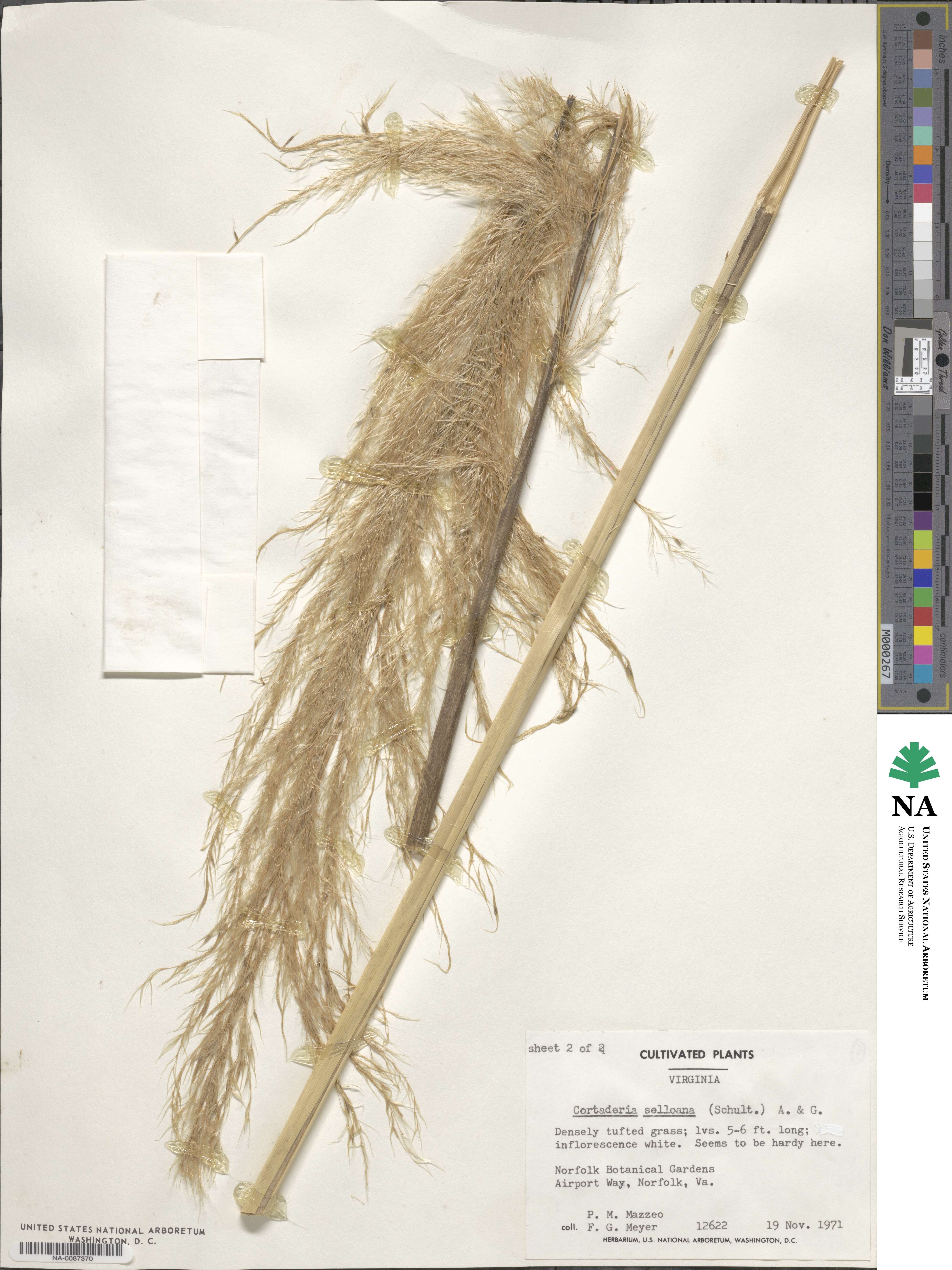 Cortaderia selloana image