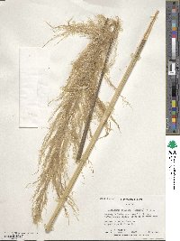 Cortaderia selloana image