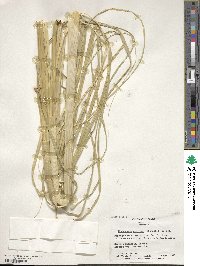 Cortaderia selloana image