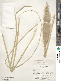 Cortaderia selloana image