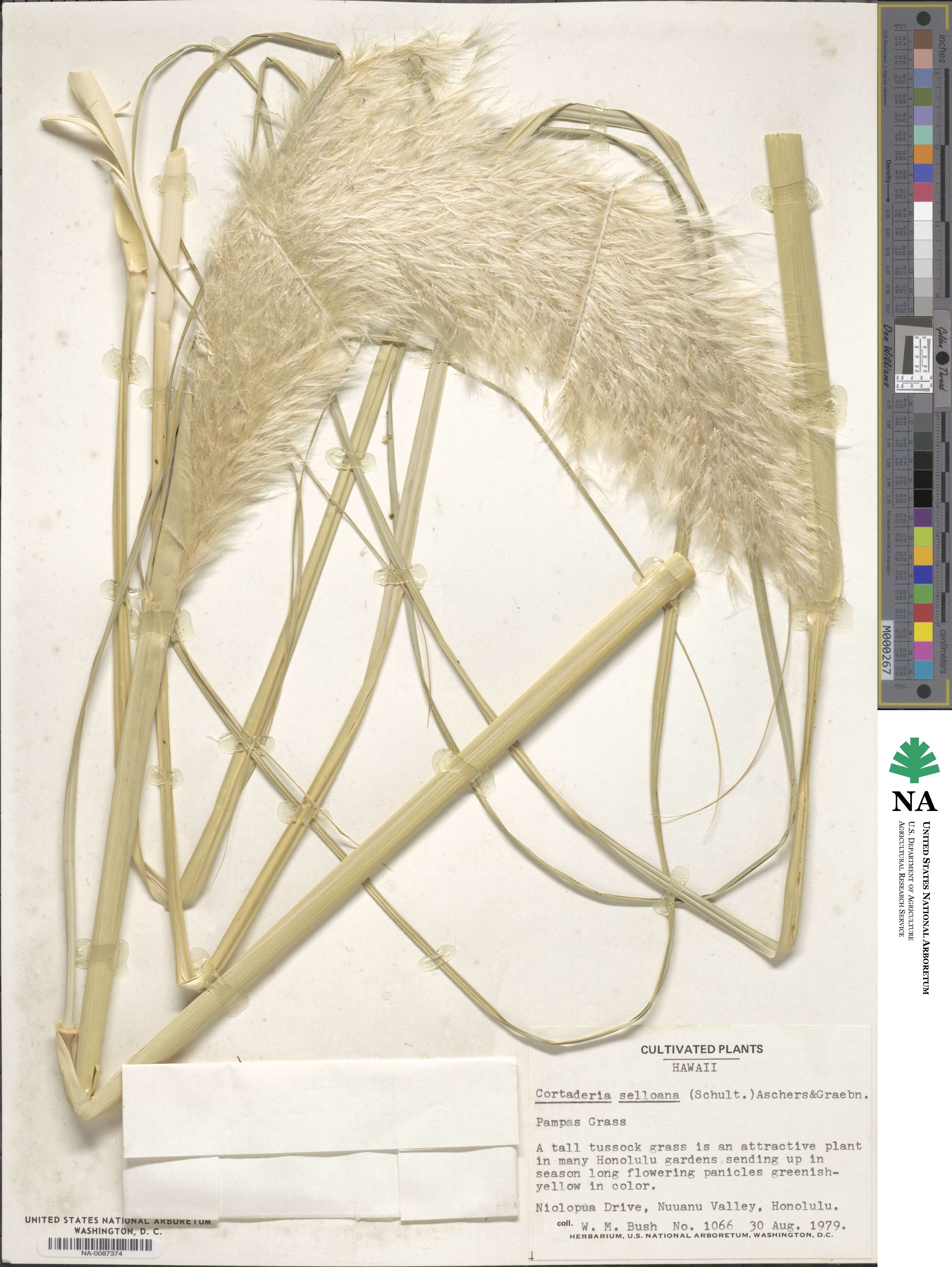 Cortaderia selloana image