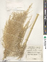 Cortaderia selloana image