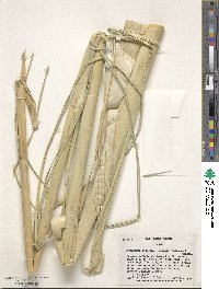 Cortaderia selloana image