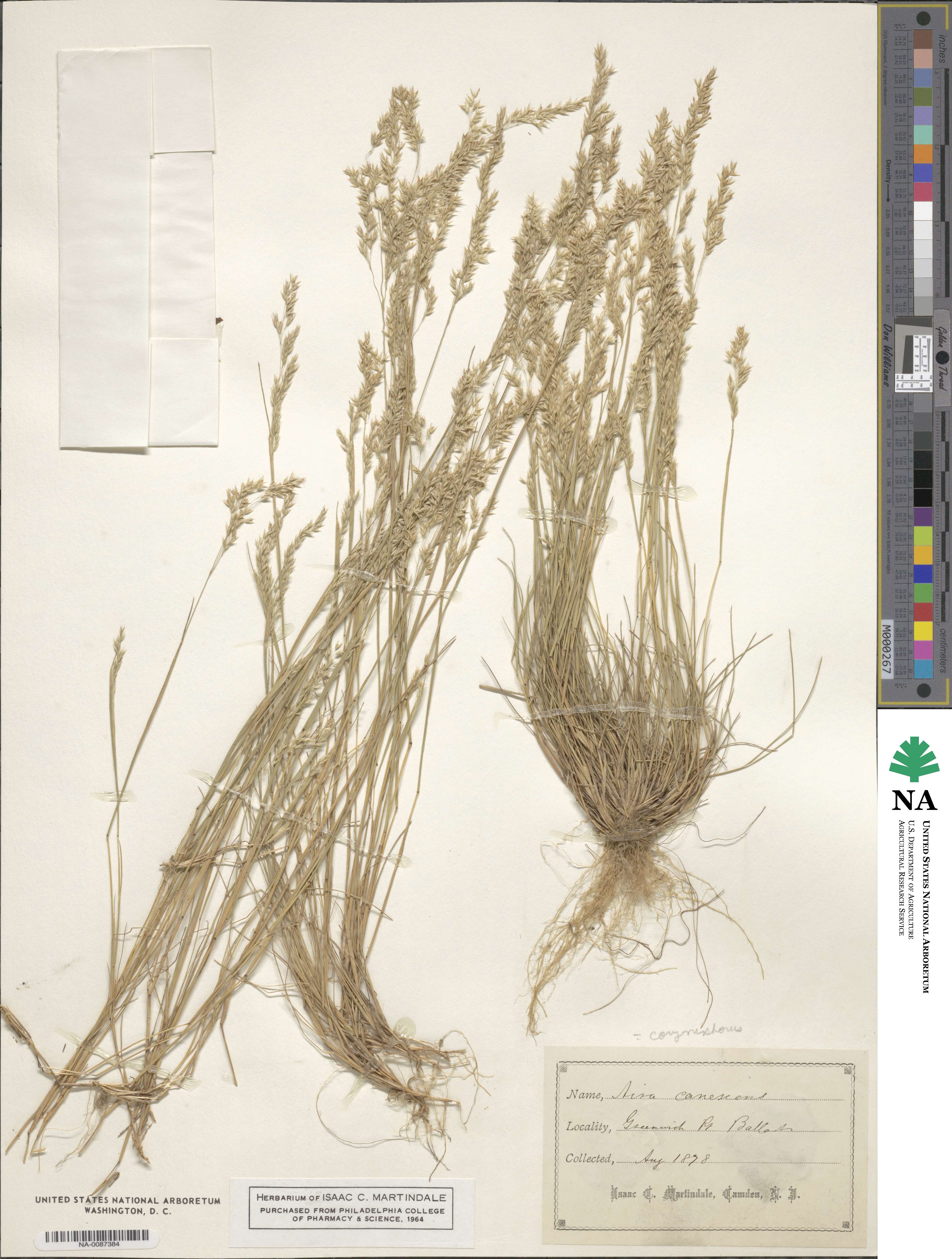 Corynephorus canescens image