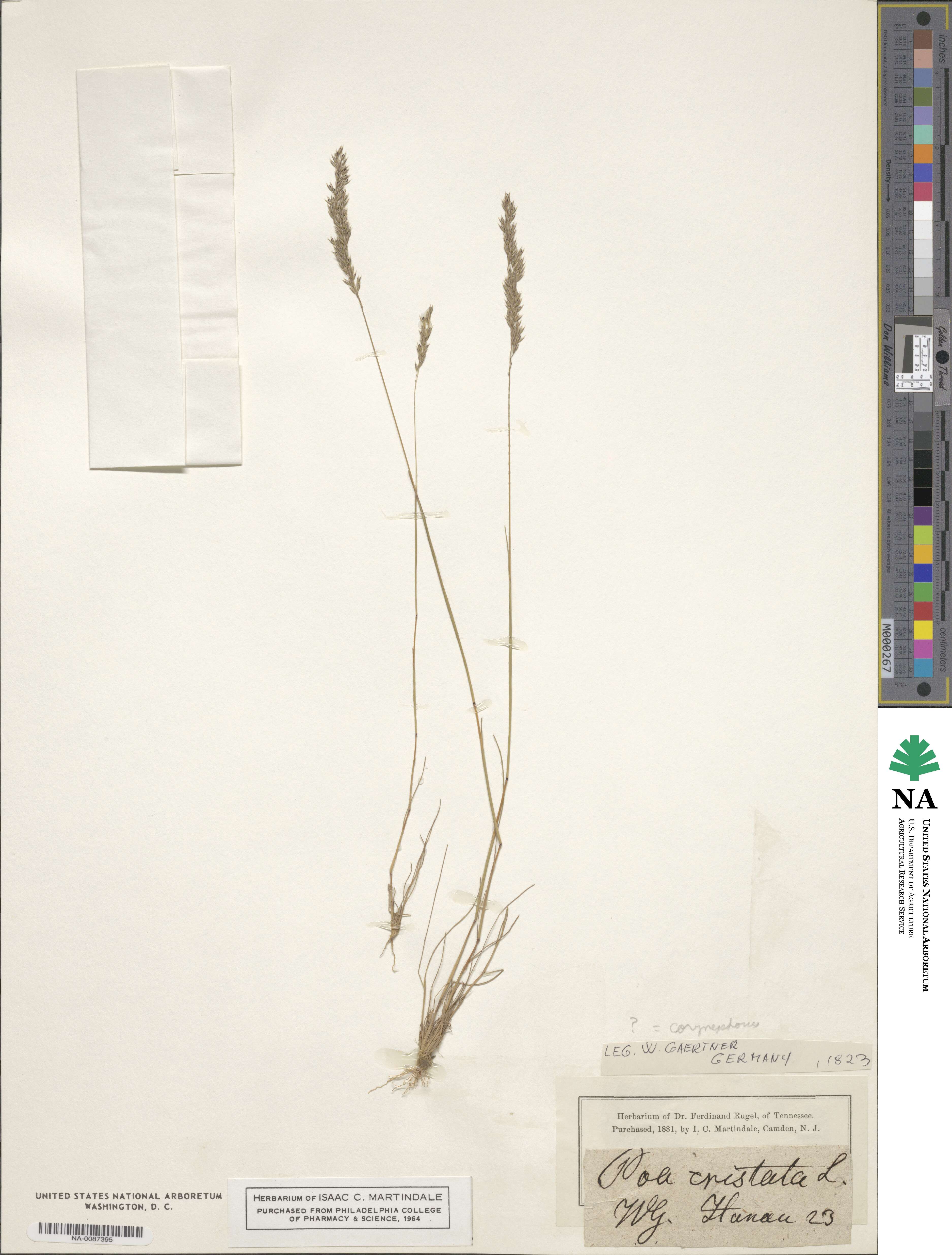 Corynephorus image