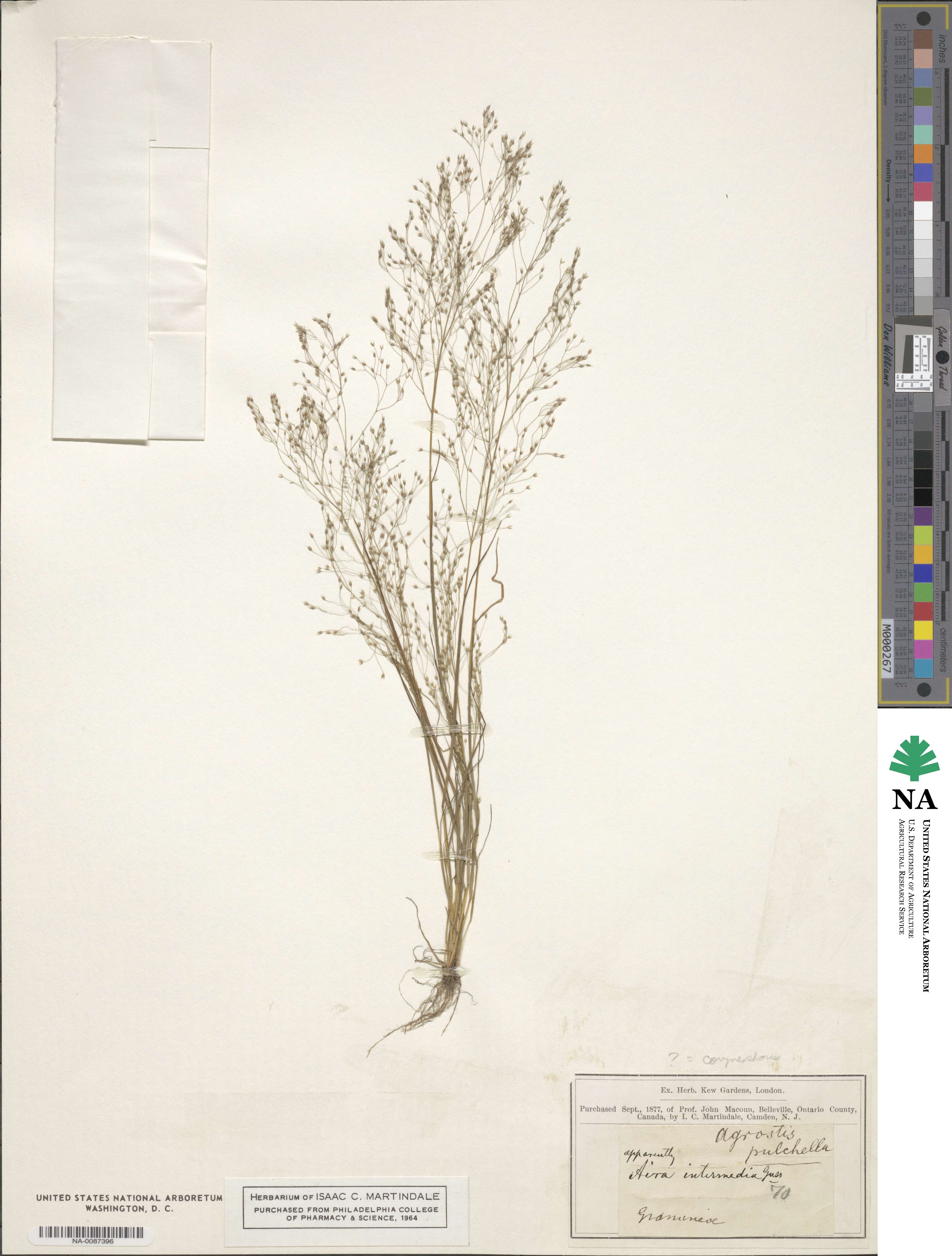 Corynephorus image