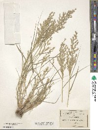 Cottea pappophoroides image