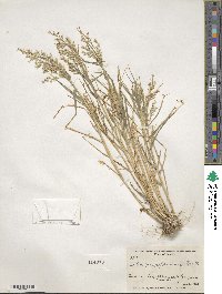 Cottea pappophoroides image