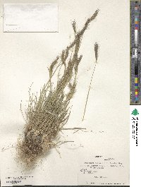 Hordeum comosum image