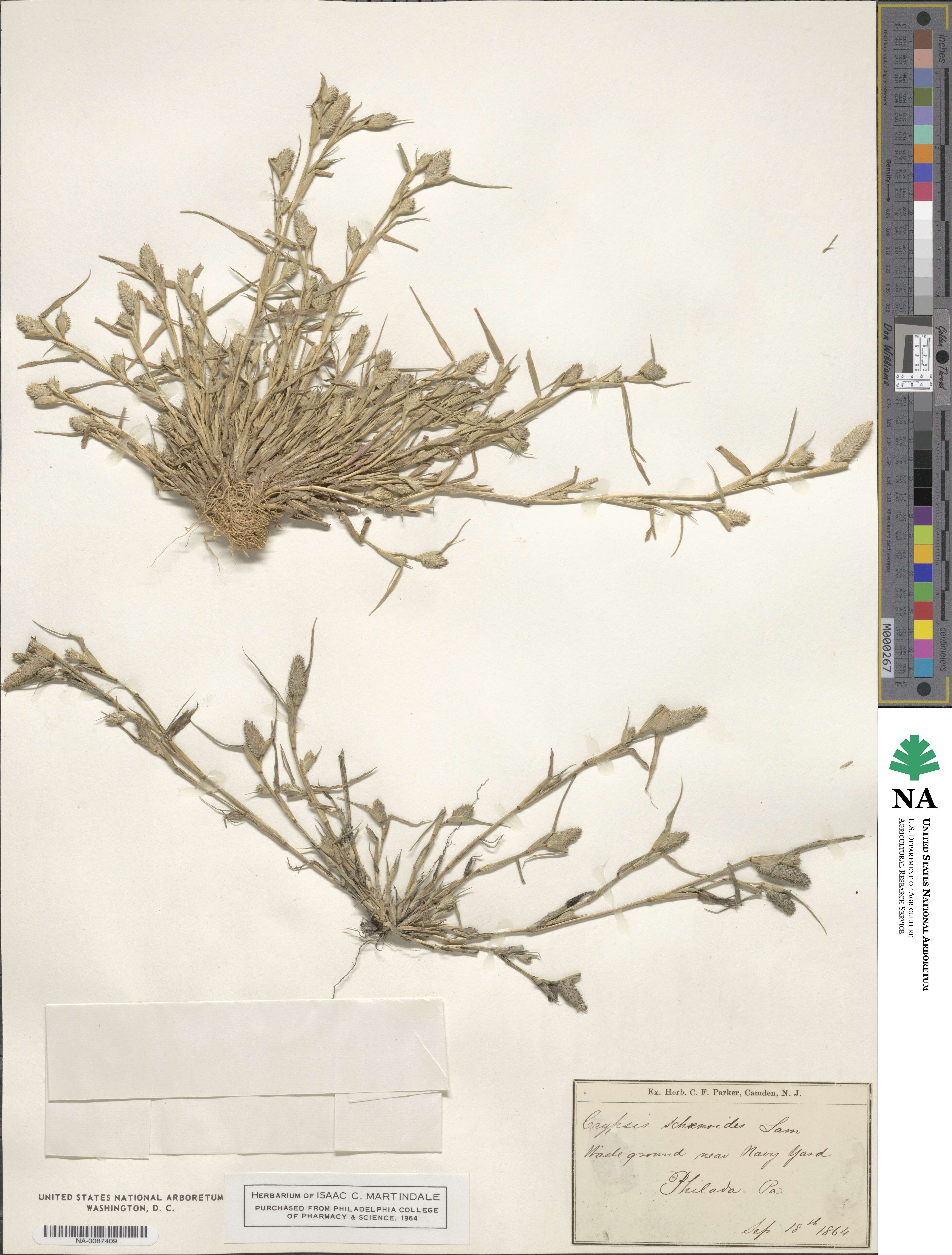 Crypsis schoenoides image