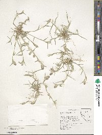 Crypsis schoenoides image