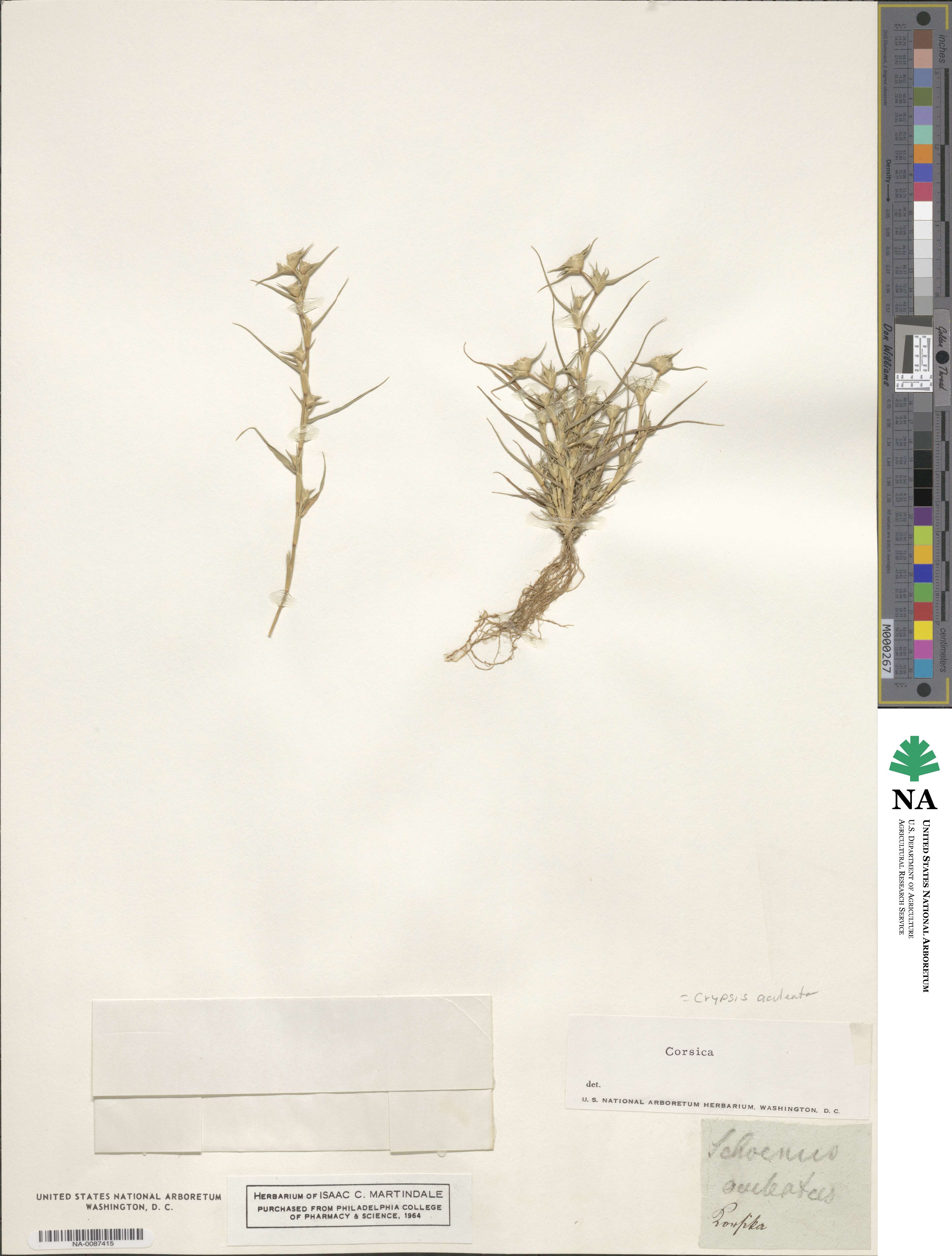 Sporobolus aculeatus image
