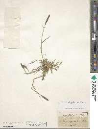 Sporobolus alopecuroides image