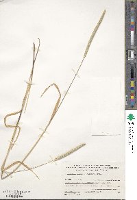 Sporobolus borszczowii subsp. acuminatus image