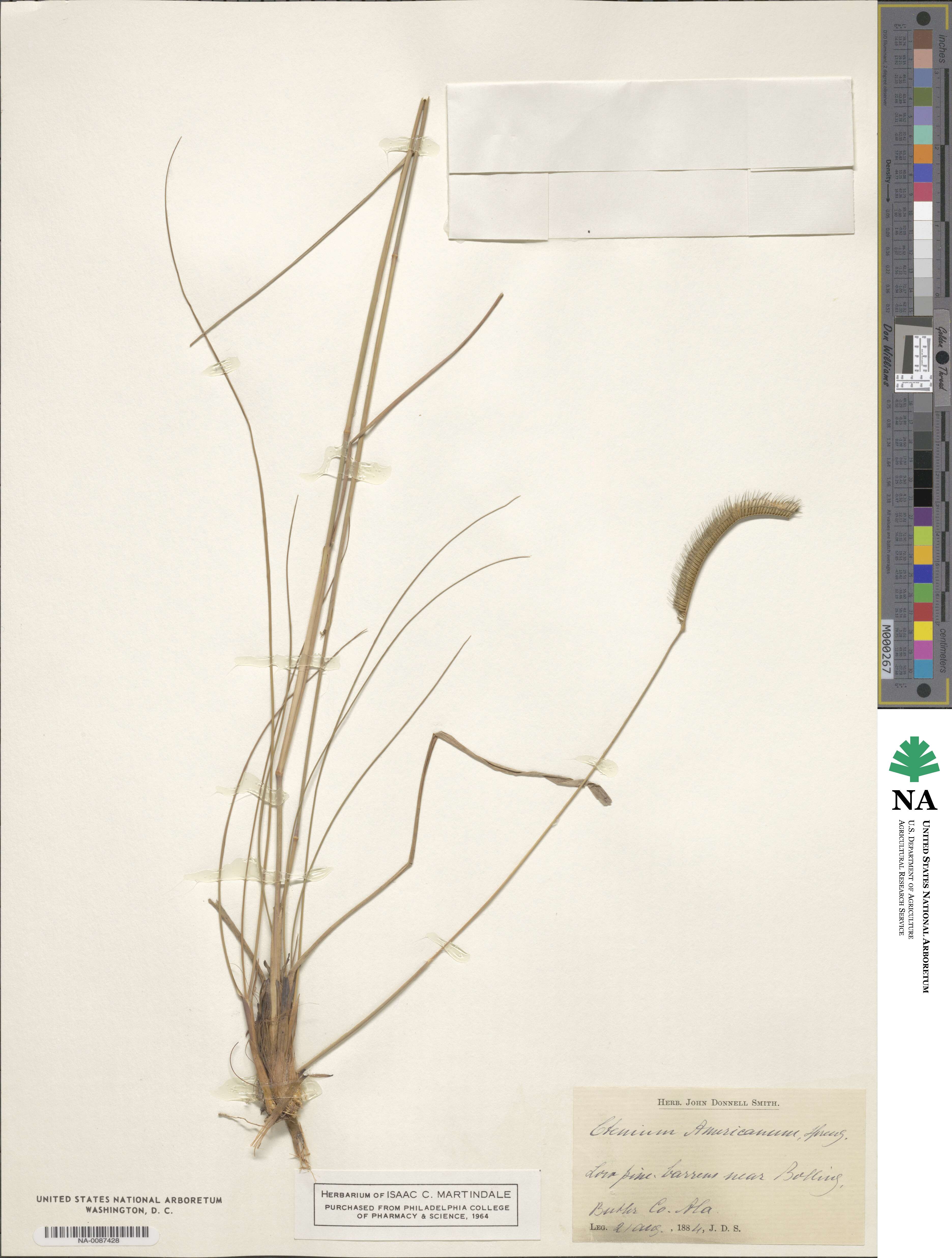 Ctenium aromaticum image