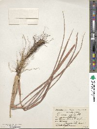 Cymbopogon citratus image