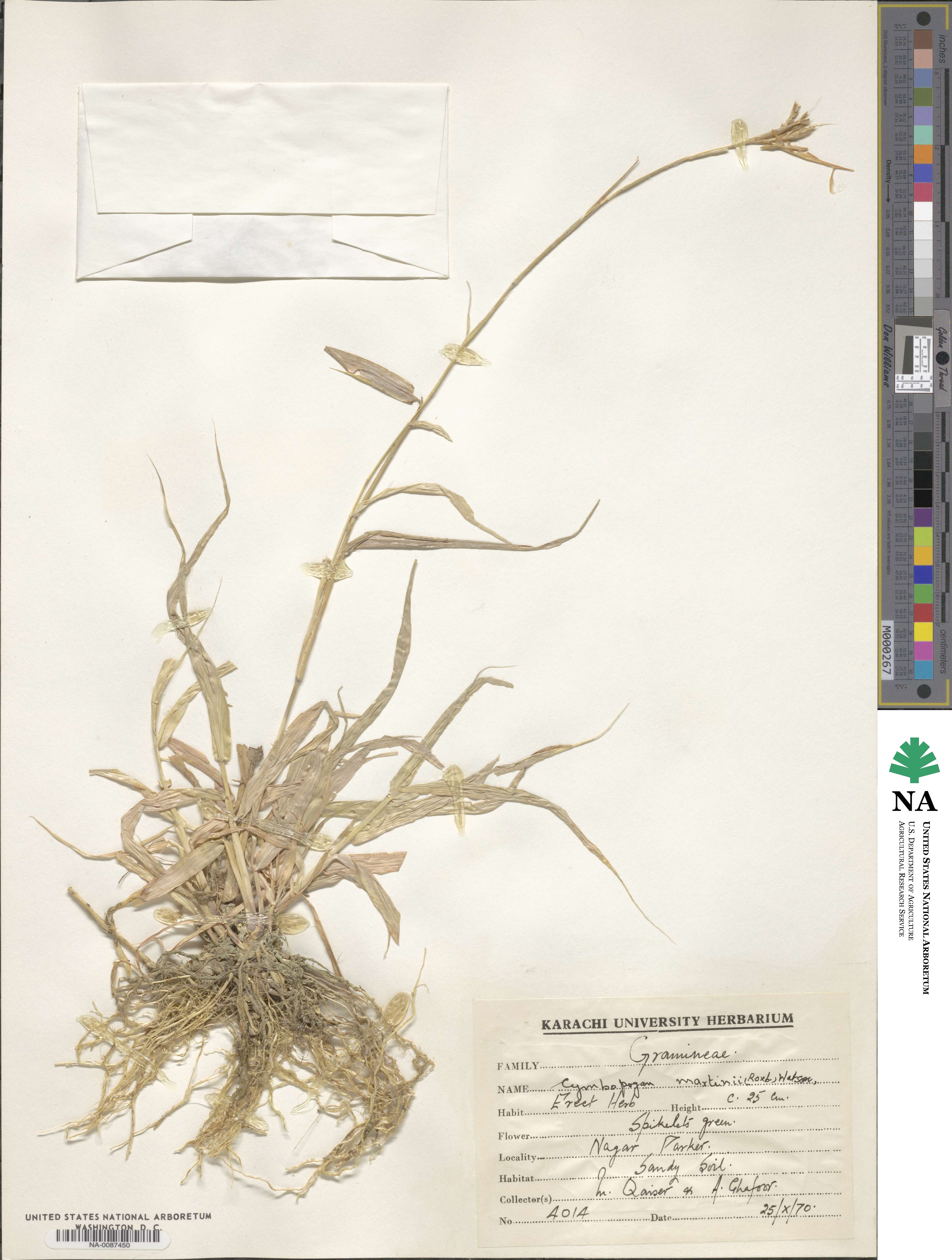 Cymbopogon martini image