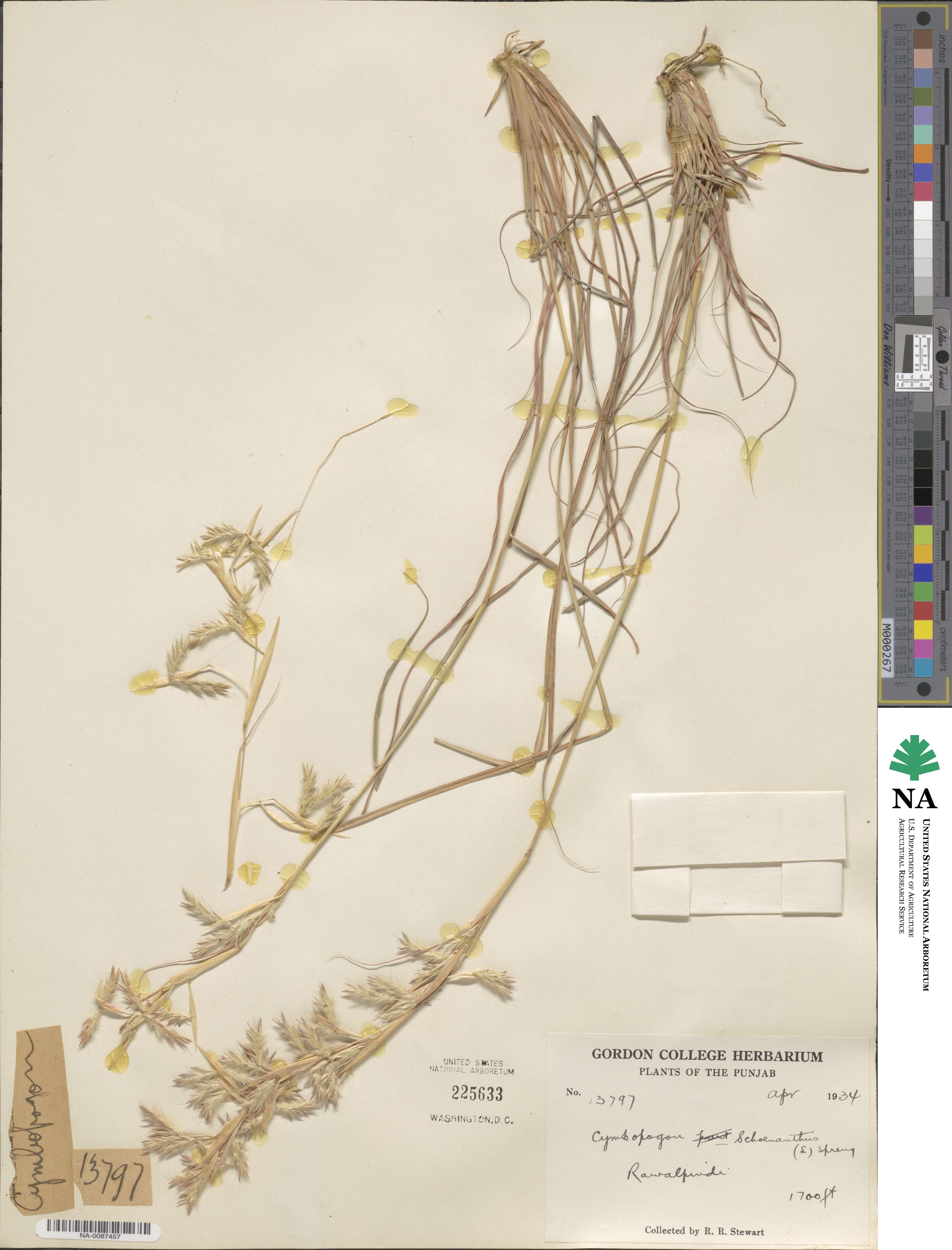 Cymbopogon schoenanthus image