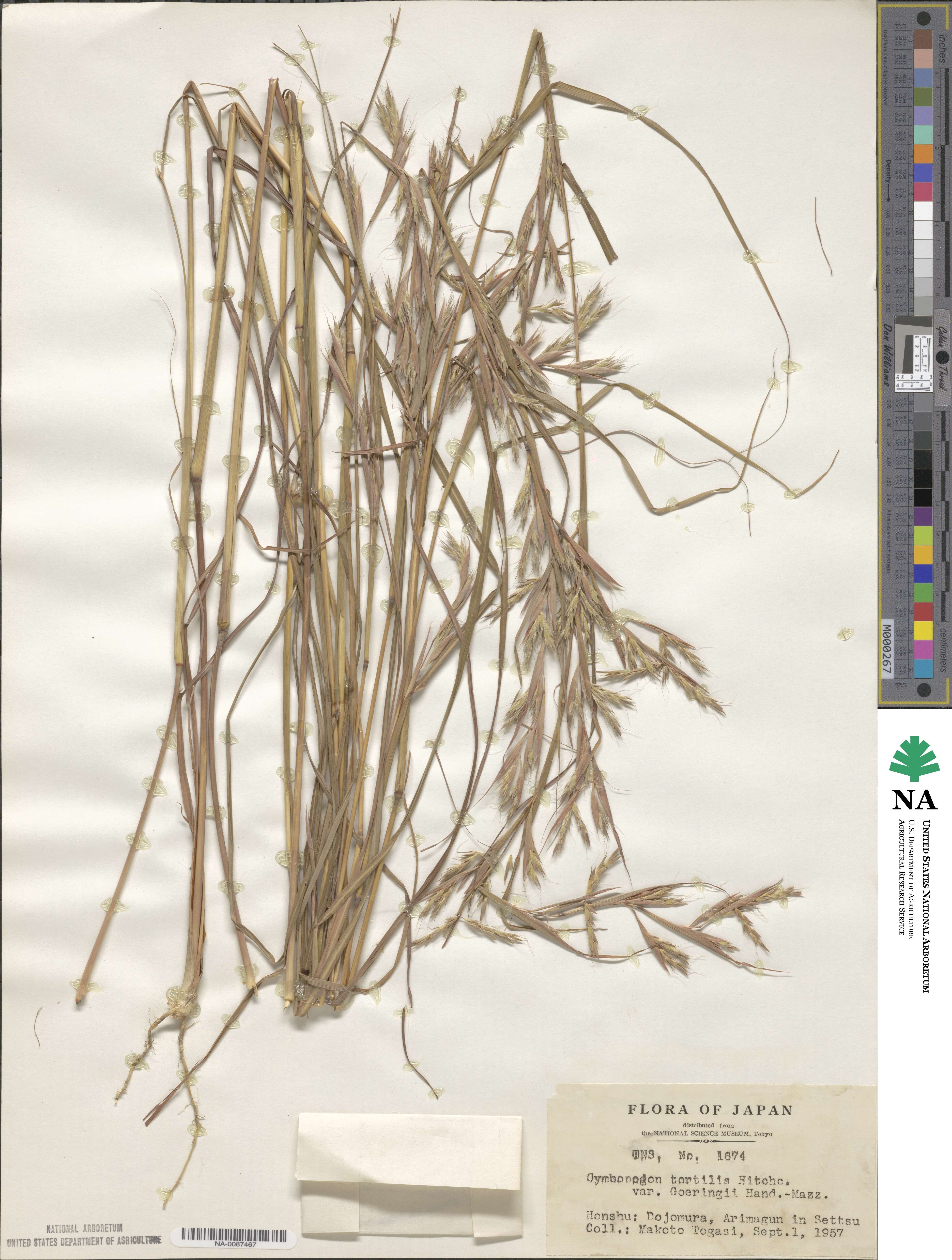 Cymbopogon tortilis image