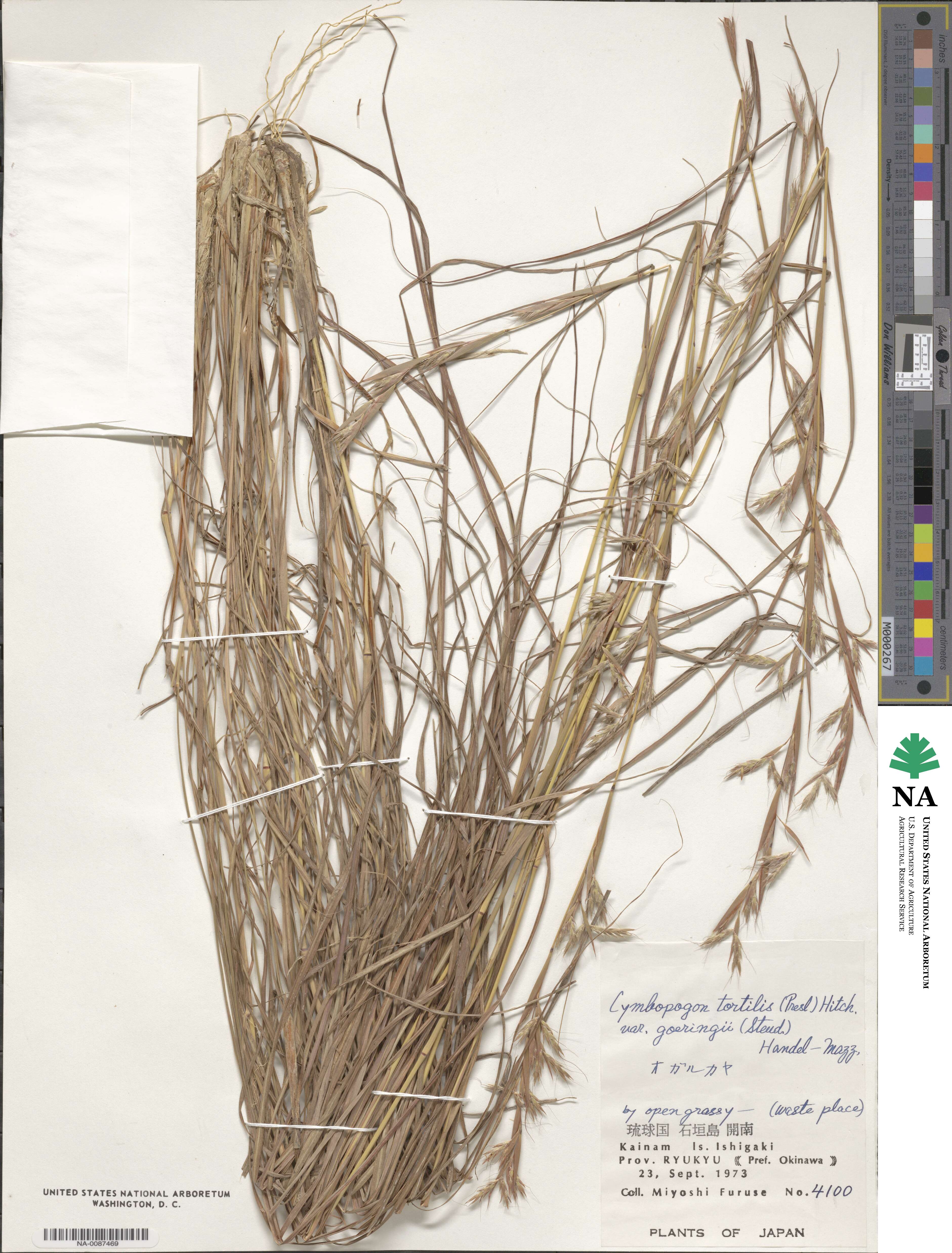 Cymbopogon tortilis image
