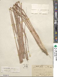 Cymbopogon citratus image