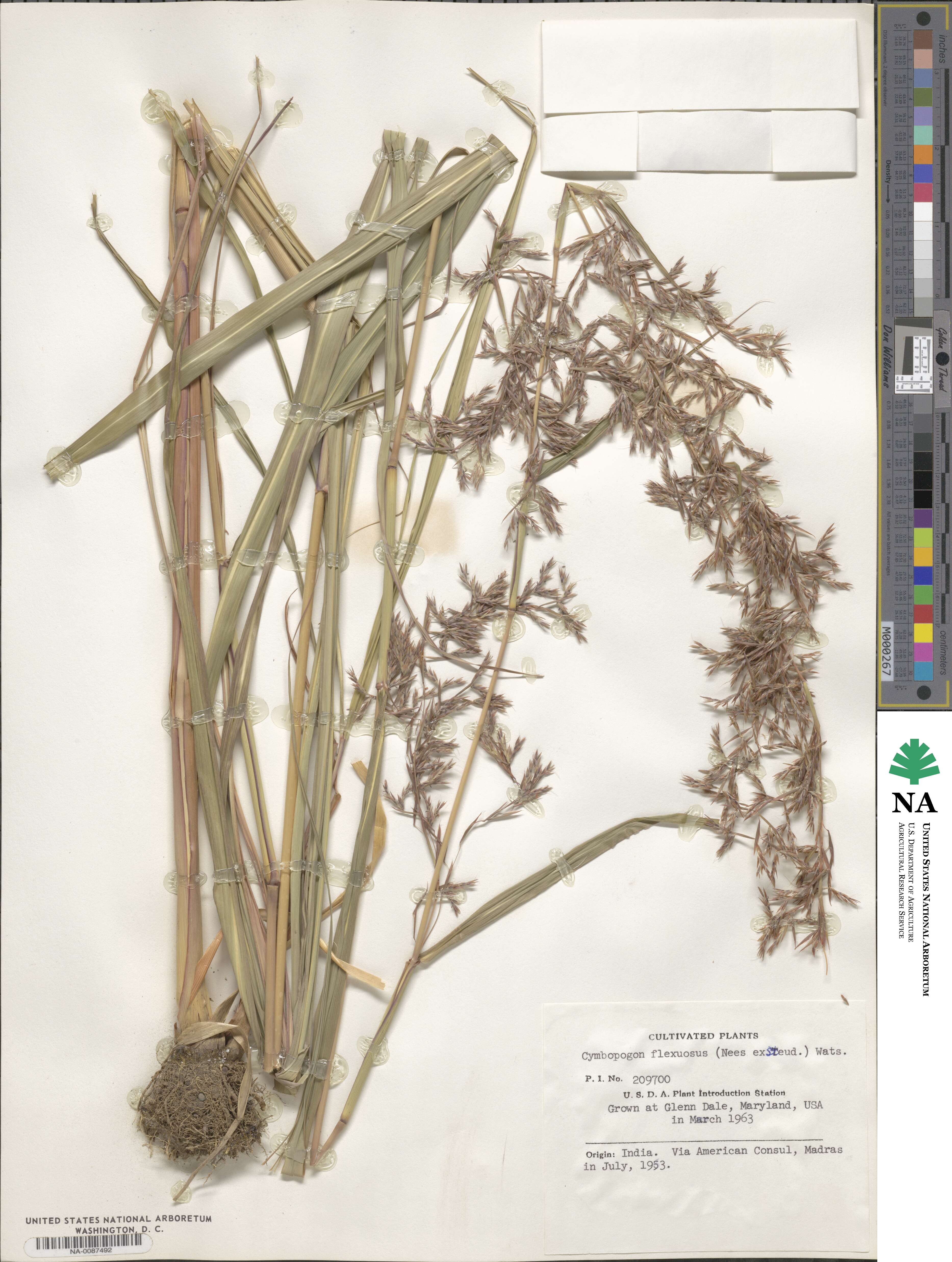 Cymbopogon flexuosus image