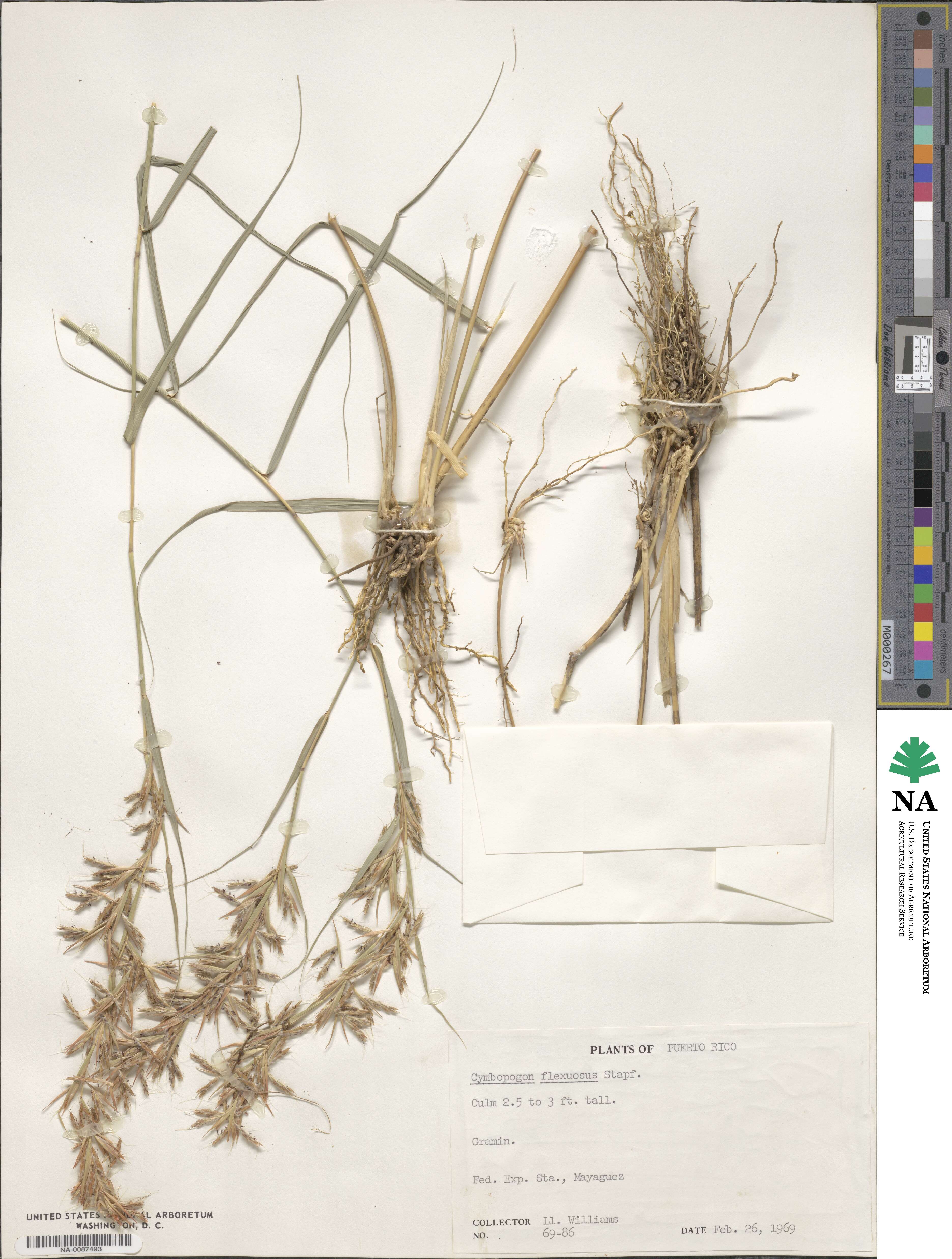 Cymbopogon flexuosus image