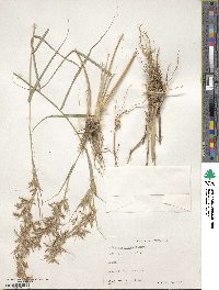 Cymbopogon flexuosus image