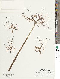 Lycoris aurea image