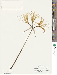 Lycoris aurea image