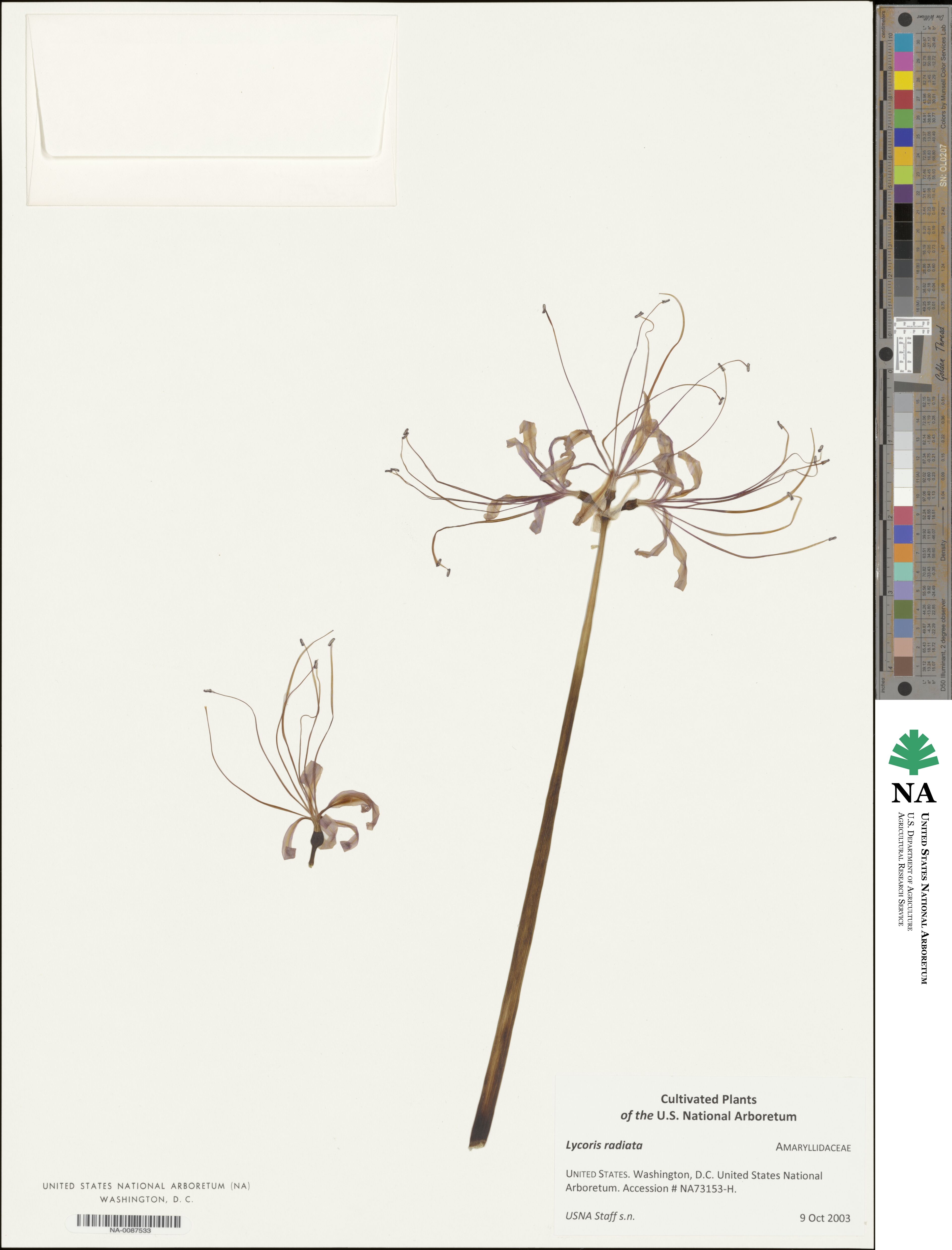 Lycoris radiata image