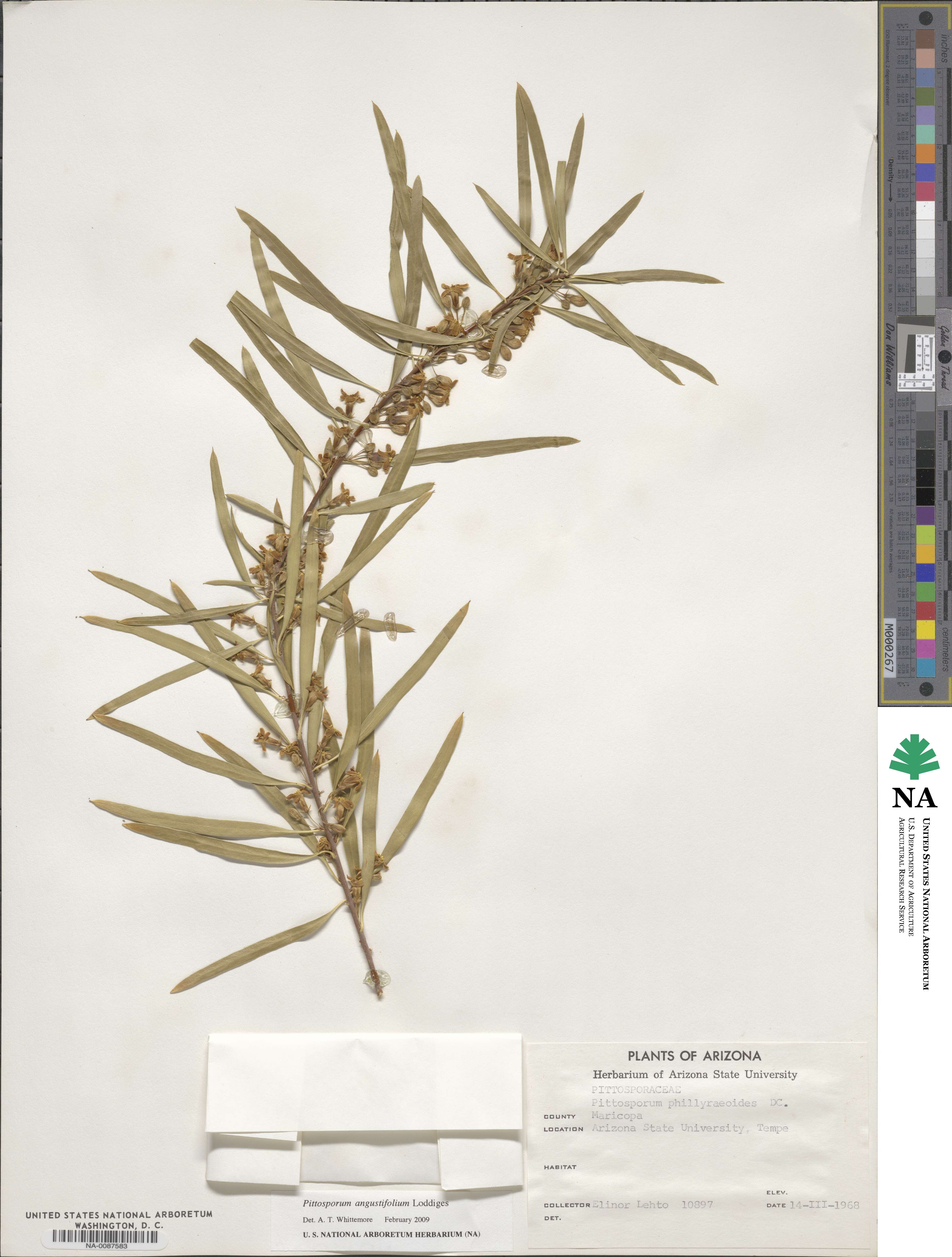 Pittosporum phillyraeoides image