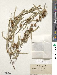 Pittosporum phillyraeoides image