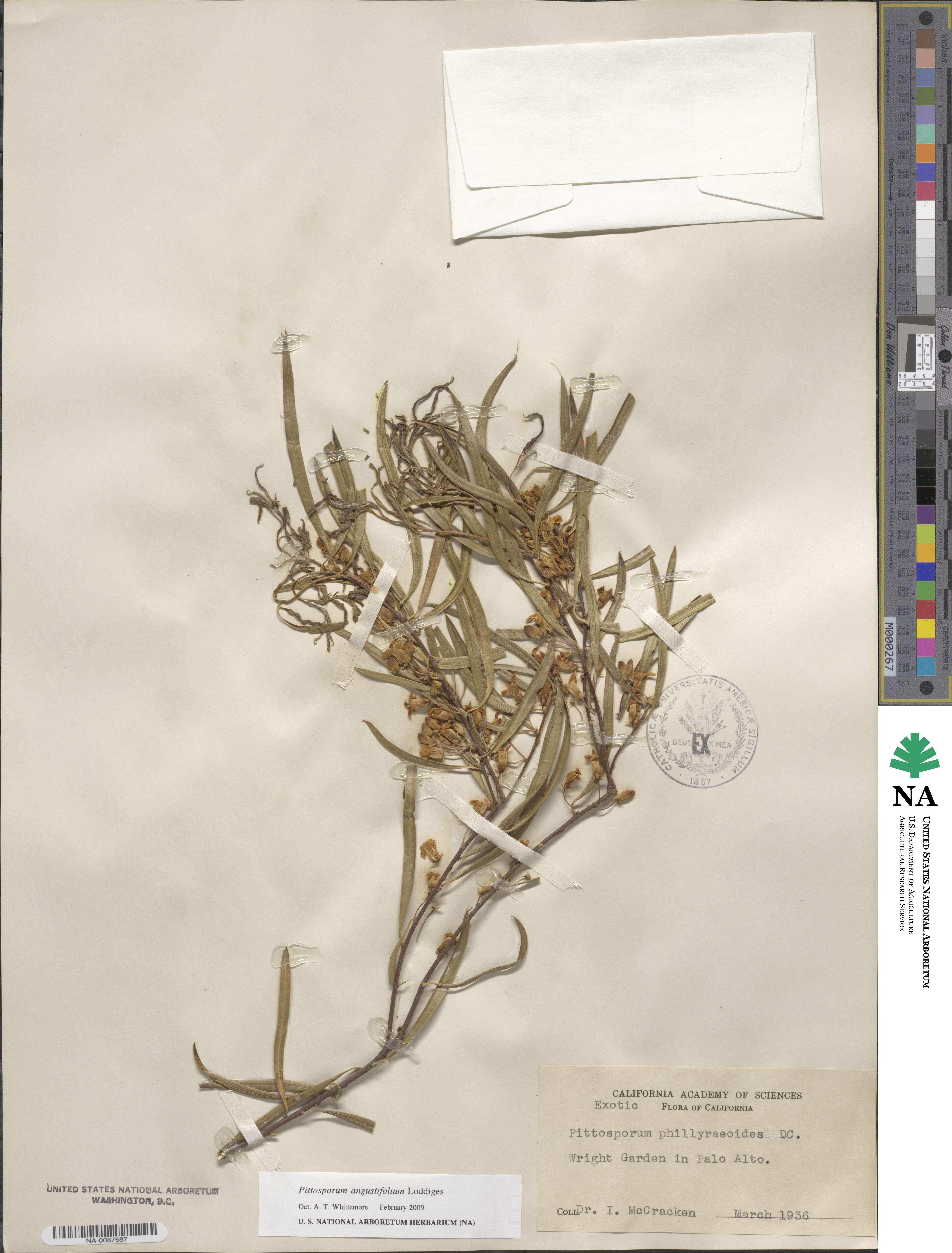 Pittosporum phillyraeoides image