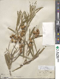 Pittosporum phillyraeoides image