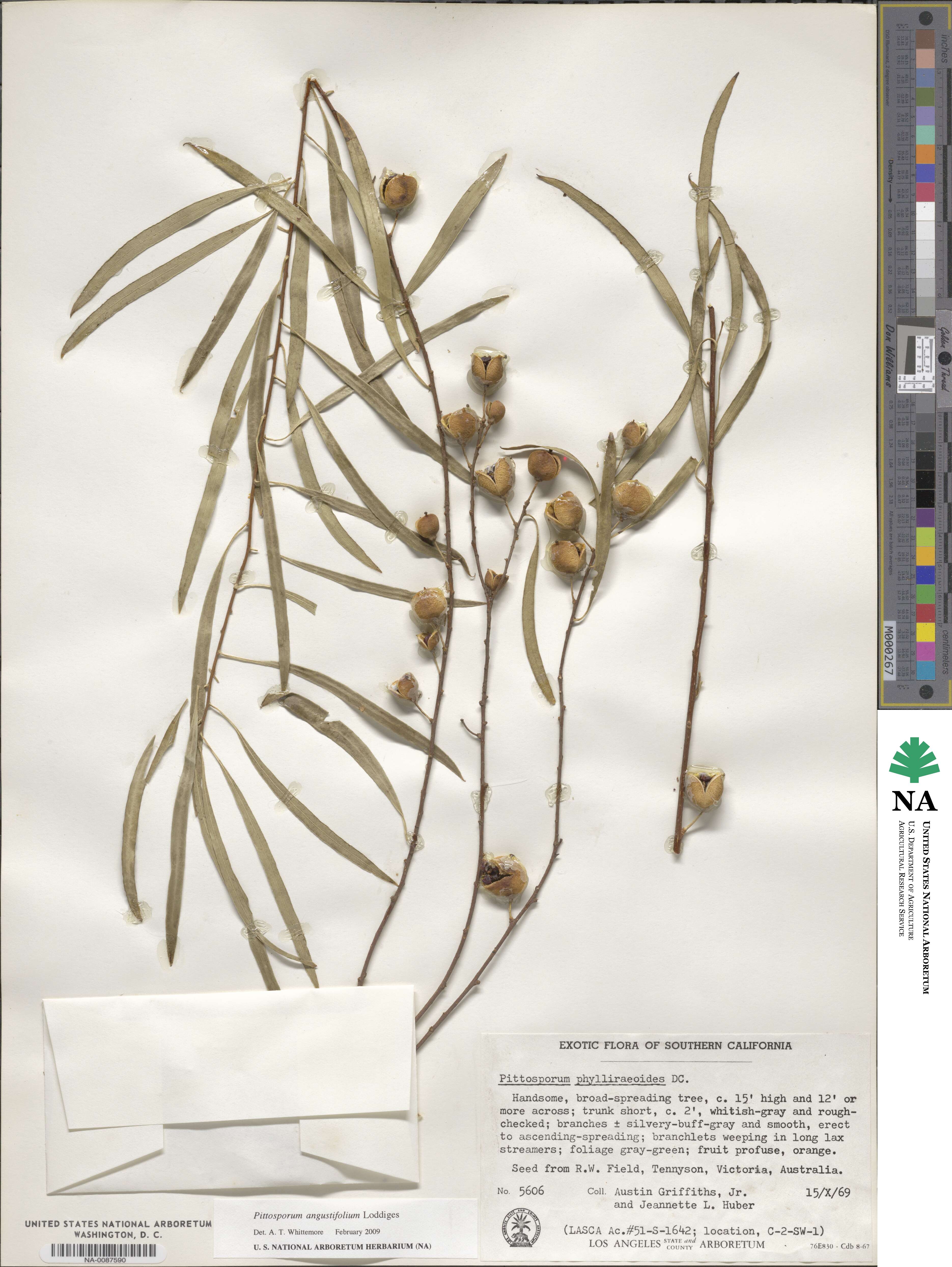 Pittosporum phillyraeoides image