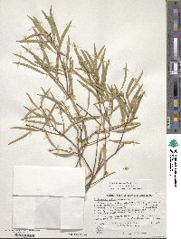 Pittosporum phillyraeoides image