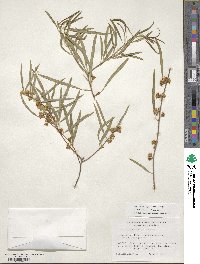 Pittosporum phillyraeoides image