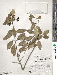 Pittosporum colensoi image